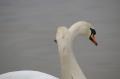  Ecluse Evry et bords de seine  - Les Oiseaux Ecluse d evry 290